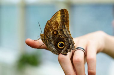 Tropics 'in Gözü: Caligo Atreus Kelebeği ve Eşsiz Kanat Örnekleri. Kelebek Bahçesi ve Kelebek Çiftliği 'nin büyüleyici bir sakini.