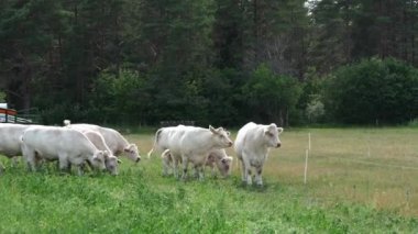 Büyüleyici Charolais sığır otlaması. Görkemli Fransız Charolais inekleri güneşli bir günde görkemli bir çayırda zarifçe dolaşıyorlar..