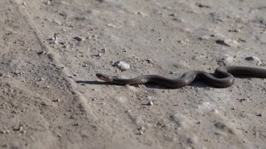 Engerek yılanı, güneşli kuru bir günde çatlamış zeminde sürünür..