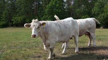 Büyüleyici Charolais sığır otlaması. Görkemli Fransız Charolais inekleri güneşli bir günde görkemli bir çayırda zarifçe dolaşıyorlar..