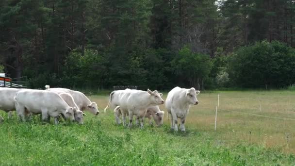 キャプチャー シャロット牛の放牧 マジェスティックなフランスのシャレーの牛は 晴れた日に美しい牧草地で優雅にローミング — ストック動画