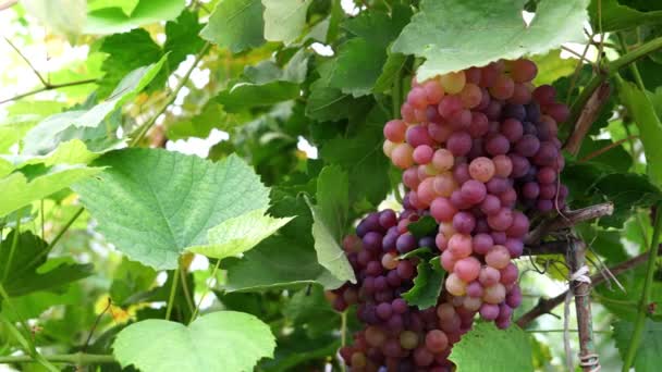 유기농 농장에서 포도나무에 시라즈 햇빛에 이탈리아 포도나무에 덩어리 포도나무 적포도주에 — 비디오