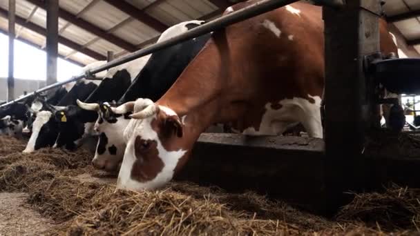 乳牛を飼育する現代の家畜農場 牛を搾り取る牛の群れがマンガから干し草を食べる酪農場の屋外の牛小屋 畜産のコンセプト — ストック動画