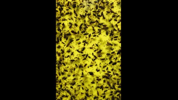 Armadilha Pragas Naturais Gestão Pragas Dentro Estufa Usando Adesivo Amarelo — Vídeo de Stock