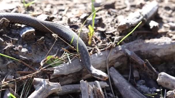 Viper Φίδι Σέρνεται Στο Ραγισμένο Έδαφος Ηλιόλουστη Ξηρή Ημέρα — Αρχείο Βίντεο