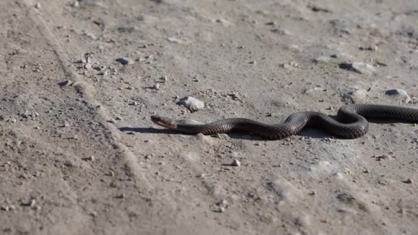 晴れた乾燥した日のひび割れた地面のバイパーヘビクロール — ストック動画