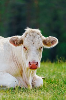 Büyüleyici Charolais sığır otlaması. Görkemli Fransız Charolais inekleri güneşli bir günde görkemli bir çayırda zarifçe dolaşıyorlar..
