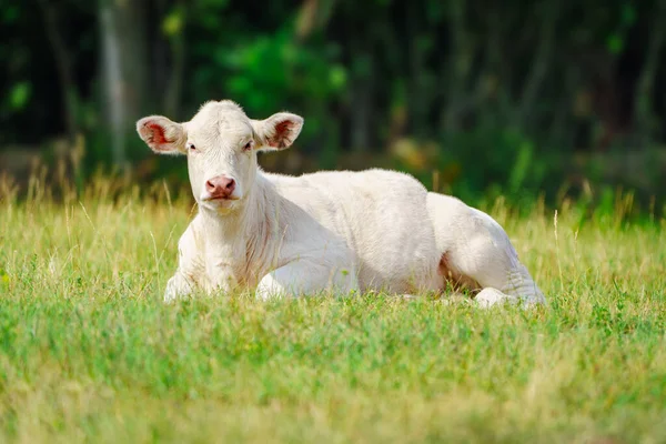 Fesselnde Charolais Rinder Auf Der Weide Majestätische Französische Charolais Kühe — Stockfoto