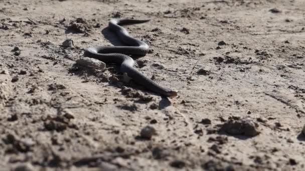 Víbora Serpiente Arrastra Suelo Agrietado Día Seco Soleado — Vídeos de Stock