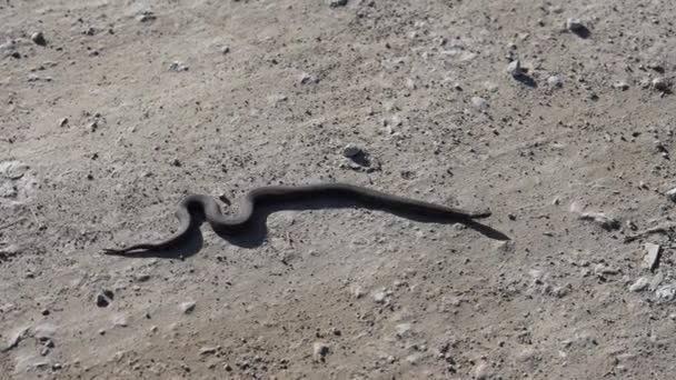Агрессивная Змея Ползает Песчаной Дороге Змея Природе Кости Змеи Ползают — стоковое видео
