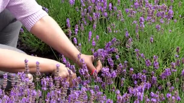 Young Girl Cuts Lavender Secateurs Gardening Concept Young Woman Pruner — Stock Video
