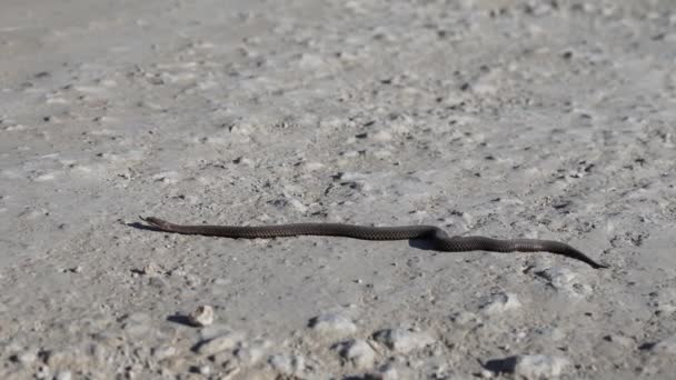 Serpente Agressiva Rastejando Longo Estrada Arenosa Serpente Natureza Cobra Dados — Vídeo de Stock