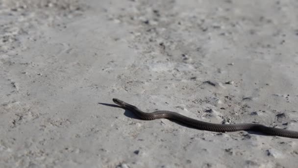 Serpente Agressiva Rastejando Longo Estrada Arenosa Serpente Natureza Cobra Dados — Vídeo de Stock
