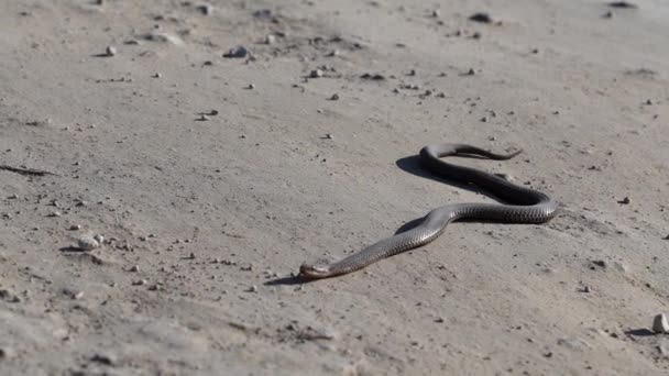 Viper Φίδι Σέρνεται Στο Ραγισμένο Έδαφος Ηλιόλουστη Ξηρή Ημέρα — Αρχείο Βίντεο