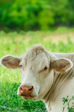 Büyüleyici Charolais sığır otlaması. Görkemli Fransız Charolais inekleri güneşli bir günde görkemli bir çayırda zarifçe dolaşıyorlar..