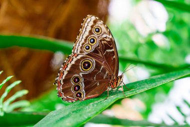Tropics 'in Gözü: Caligo Atreus Kelebeği ve Eşsiz Kanat Örnekleri. Kelebek Bahçesi ve Kelebek Çiftliği 'nin büyüleyici bir sakini.