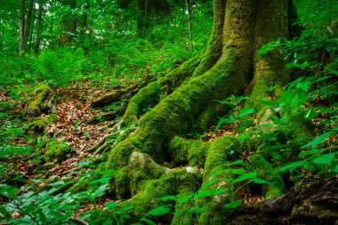 Tranquil Trails: Hırvatistan 'daki Plitvice Göllerinin Manzaralı Güzelliğini Keşfetmek, Doğa Senfonisinin Huzuruna Batmak