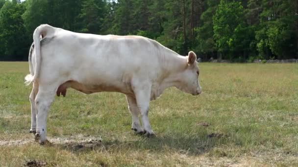 キャプチャー シャロット牛の放牧 マジェスティックなフランスのシャレーの牛は 晴れた日に美しい牧草地で優雅にローミング — ストック動画