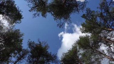 Nefes kesen zaman atlamalı gösteri doğası dansı. Gökyüzü heybetli çam ağaçlarının üzerinden hızla geçerken, sahneyi canlı renklerle boyuyor. Huşu uyandıran bir doğa gösterisi. Güzellik sadece bir saniye içinde.
