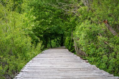 Tranquil Trails: Hırvatistan 'daki Plitvice Göllerinin Manzaralı Güzelliğini Keşfetmek, Doğa Senfonisinin Huzuruna Batmak