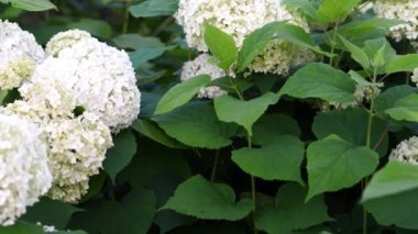 Yakın plan: Dayanıklı Annabelle Hydrangea 'nın canlı çiçeklenmesine tanık olun.