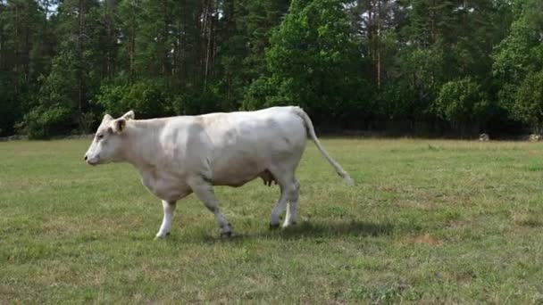 吸引了Charolais的牛放牧 在阳光灿烂的一天 高贵的法国白羊座奶牛优雅地在美丽的草地上漫步 — 图库视频影像