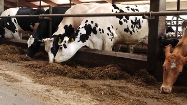 Troupeau Vaches Laitières Mangeant Foin Dans Grange Gros Plan Slow — Video