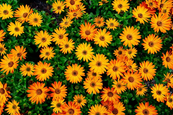 Cape Marguerites: Delicate orange Blossom Flowers in Spring, Embracing the Beauty of African Daisies