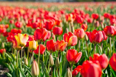 İnanılmaz renkli lale çiçekleri. Tarlada yetişen güzel kırmızı lale çiçekleri. Hollanda 'daki Hollanda manzarası