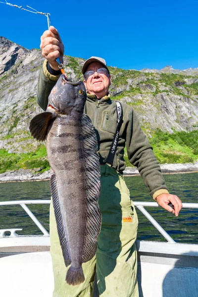 Fisherman with big wolffish on the boat near Lofoten, Senija, Alta - Norway. Man holding catch Atlantic wolf fish