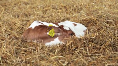 Süt çiftliğinde samanlıkta yatan yeni doğmuş şirin bir buzağı. Tatlı dana bir sığır fuarında pipetlerin arasında sakince yatıyor..
