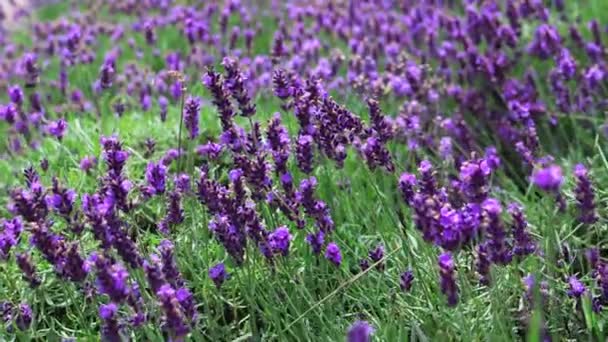 Illatos Levendula Virágok Közeli Felvétele Lassú Mozgásban Előrehaladás Aromaterápiához Termék — Stock videók