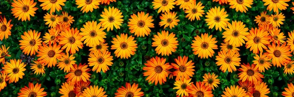 Cape Marguerites: Delicate orange Blossom Flowers in Spring, Embracing the Beauty of African Daisies