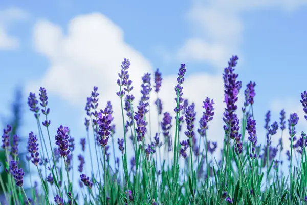 Ein Atemberaubender Panoramablick Auf Ein Riesiges Lavendelfeld Voller Blüte Mit Stockbild