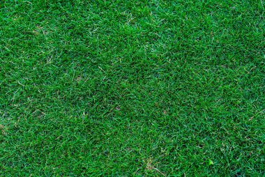 Yeni biçilmiş çimen dokusunun yakın plan görüntüsü. Bu canlı yeşil çimenler ince bir dokuya ve otsuz ve enkazsız çimenlere sahiptir. Sabah güneşiyle aydınlatılır ve ışık ile süslenir.