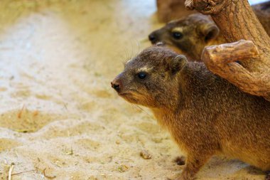 Three rock hyraxes are perched on the desert sand near a log, curiously gazing at the camera with their round eyes. These small, furry creatures are native to Africa and the Middle East. clipart