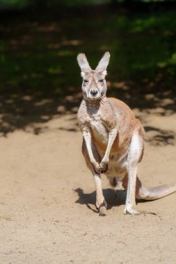 A large red kangaroo stands on the sand, looking at the camera with a curious expression, showcasing its powerful physique and distinctive features. The kangaroo is isolated on a solid color clipart