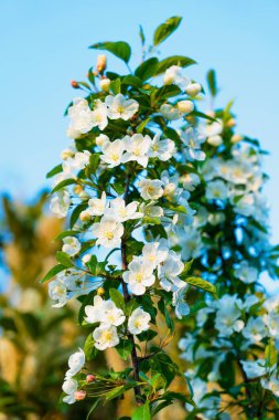 Yeşil yaprakların bulanık arka planında beyaz çiçeklerle açan bir yaban elması ağacı. İlkbaharda doğanın narin güzelliği. Bahar ve doğa temalı projeler için mükemmel..