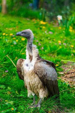 Gri vücutlu ve siyah kafalı bir akbaba yemyeşil çimlerin üzerinde duruyor ve kameradan gözünü kaçırıyor. Arka planda yeşil bir bulanıklık var. Huzurlu bir doğal ortam yaratıyor..