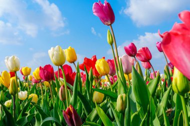 Pembe, kırmızı, sarı ve mor tonlarında canlı lalelerle dolu güzel bir manzara, açık mavi bir gökyüzü altında kabarık bulutlar oluşturarak, pitoresk bir bahar sahnesi yaratıyor..