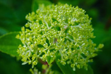 Çiçek açmış yeşil bir ortanca çiçeğinin resmi. Çiçeğin birçok taç yaprakları vardır ve birkaç yeşil yaprakla çevrilidir. Arkaplan bulanık yeşil.