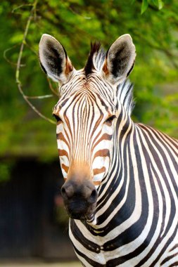 Lüksemburg 'da bir zebranın yüzüne çarpıcı bir yakın çekim. Zebra sakin bir şekilde kameraya bakar, vurucu siyah ve beyaz çizgilerini yavaşça bulanık yeşil bir zemine doğru gösterir..