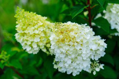 Belçika, Brugge 'da çiçek açmış güzel bir ortanca çiçeği. Narin yapraklar ve yemyeşil yapraklar her çiçek aranjmanı için çarpıcı bir zemin oluşturur..