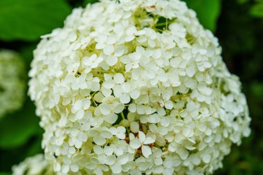 Yeşil yapraklara karşı çiçek açan beyaz ortanca çiçeğinin yakın çekimi güzelliğini gözler önüne seriyor. Ortancalar büyük kümeleriyle popülerdir ve pembe, mavi ve mor gibi çeşitli renklerde gelirler..