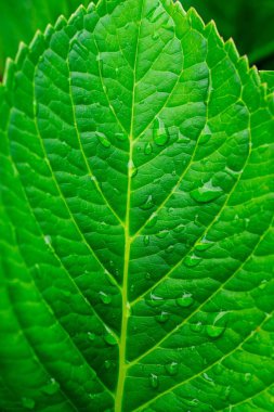 Katı renk arkaplan üzerinde su damlaları olan taze yeşil bir yaprağın yakın çekimi. Parlak yaprak izole edilmiş, pürüzsüz dokusunu sergiliyor ve ışık yansıtan su damlaları.