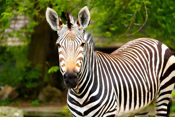 Yeşil arka planda izole edilmiş güzel bir zebra görüntüsü. Zebranın siyah ve beyaz çizgileri açıkça görülüyor ve arka plan yemyeşil..