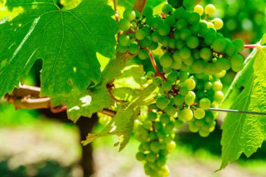 Yeşillik asmadan sarkan dolgun yeşil üzümler, hasat için hazır. Bu resim tazeliğin özünü yakalar ve şarap yapımı veya eklem teması için idealdir..