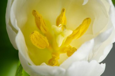 Resim beyaz bir zemin üzerinde izole edilmiş beyaz bir lale çiçeğini gösteriyor. Çiçek açık ve üzerinde beyaz taç yaprakları olan sarı bir merkezi var. Görüntü iyi aydınlatılmış ve odaklanmış..