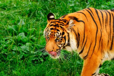 Doğal ortamında görkemli bir kaplanın göz kamaştırıcı yakın çekimi canlı kürkünü ve çarpıcı siyah çizgilerini vurguluyor. Kaplanın bakışları gücü ve zarafeti yansıtıyor, vahşi hayatı somutlaştırıyor..
