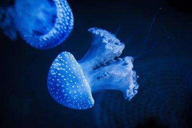 These bioluminescent jellyfish create an enchanting display as they glow in the dark, illuminating the depths of the ocean with their ethereal beauty, captivating all who encounter them.